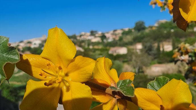 Frementodendron.