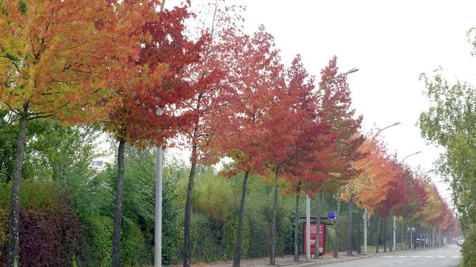 Liquidambar styraciflua.