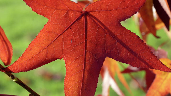 Liquidambar styraciflua.