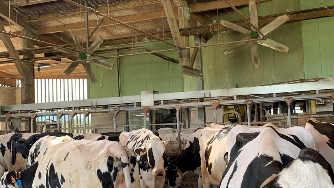 VENTILATION. Le parc d’attente de 216 m² sur caillebottis au bout du couloir d’alimentation est équipé de deux ventilateurs à variation de fréuqence de 2 m de diamètre. Ils envoient leur flux horizontal de la salle de traite vers le long pan ouvert du bâtiment. L’air balaye ainsi le dos des 140 à 145 vaches, les 20 premières rentrant directement dans le roto de traite. Les ventilateurs sont programmés pour se déclencher à 60 de THI et tournent à 20 % de leur vitesse. Ils montent à 100 % à 67 de THI.