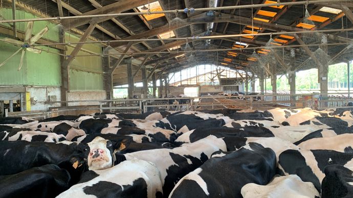 3 LIGNES DE BUSES.Le douchage toutes les six minutes durant l’attente de la traite du soir complète la ventilation pour rafraîchir les vaches. S’il fait très chaud le matin, il est également programmé en début de journée. Les trois lignes, chacune de 15 m et avec six buses à 360°, sont fixées par des chaînettes à la charpente. Elles sont à 3 m du sol pour permettre au chien mécanique de passer dessous.
