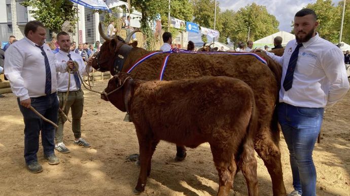 Marylou, rappel de championnat femelle adulte, appartient au Gaec Chavenon, dans l'Allier.