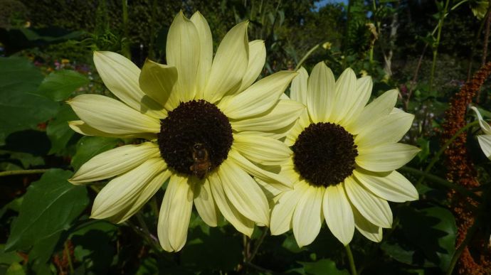 Helianthus debilis 'Soluna’ Cream, de Van Hermet, avec des fleurs petites et délicates et un feuillage vert lumineux.