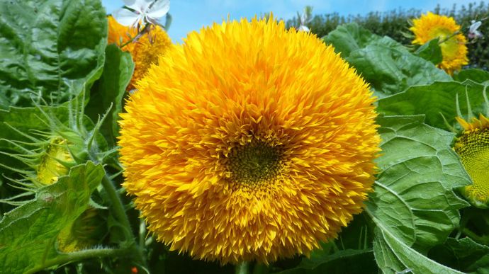 Helianthus annuus 'Dwarf Sungold’ (‘Teddy Bear'), d’Econseeds, tournesol nain aux fleurs doubles, médaillé d'or Fleuroselect.