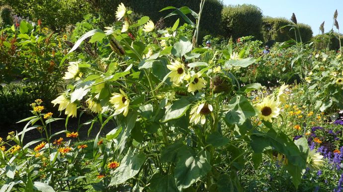 Helianthus annuus 'Sol Seeker Bee' Yellow, de Danziger, a bien réussi à partir de jeunes plants.
