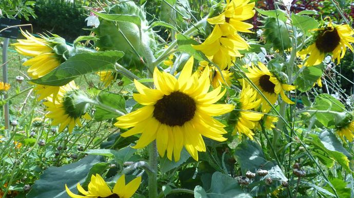 Helianthus annuus 'Sun Buzz', de Panamerican Seed, tournesol nain.