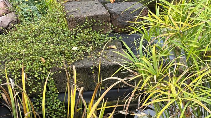 Ici le Jardin aquatique