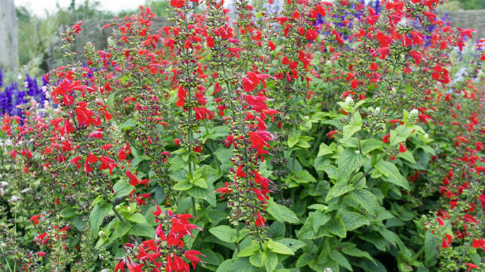 "Salvia coccinacea" 'Lady in Red' (Takii), AGM confirmé.