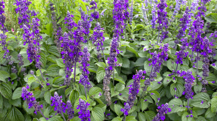 "Salvia" 'Big’ Blue (PanAmerican Seed), élue AGM 2023.