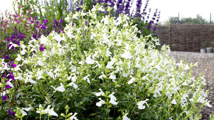 "Salvia greggii" Mirage™ White (Florensis), élue AGM 2023.