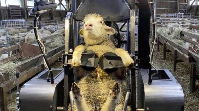 Maréchalle Pesage est distingué pour sa cage de retournement hydraulique pour ovin. L’animal est positionné sur le gigot. Le réglage de la hauteur permet de s’adapter à toutes les tailles d’animaux, de l’agneau au bélier. La commande hydraulique réalise trois actions successives : remettre l’animal sur pied, ouvrir les palettes sous poitrail, puis ouvrir le système antirecul. Il est possible d’ajouter des barres de pesée et un panneau d’identification. Il est en outre possible d’ajouter des barres de pesée et un panneau d’identification.