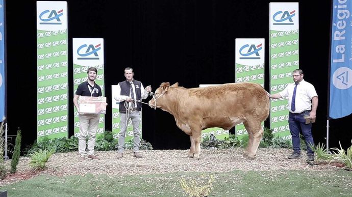 La meilleure jeune femelle de qualité bouchère, Sandra, appartient au Gaec Guillot-Patureau.