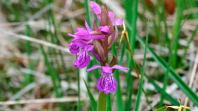 Petite orchis de mai (Dactylorhiza majalis).
Entre 20 et 30 cm de hauteur, elle fleurit entre avril et juillet.
Habitat : prairies humides peu amendées, ou en zones marécageuses en plein soleil.