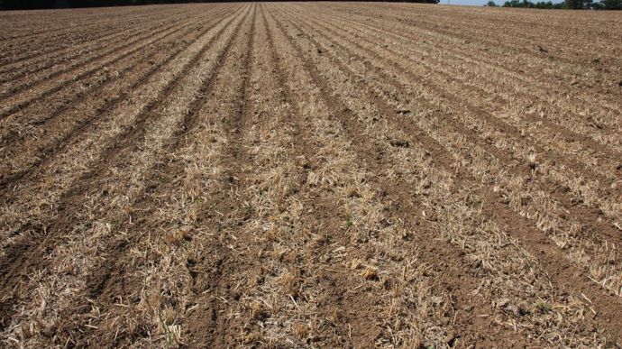 Sur cette parcelle, le maïs a été implanté en direct, sans déchaumage, après l’ensilage du méteil. Seules les bandes de semis sont travaillées.