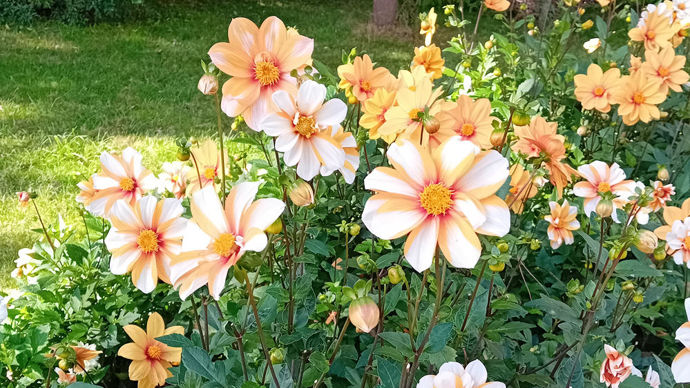 Dahlia x ‘Étoile du Jardin’ : 1er prix du public, de Arunas Balsevicius (Lituanie), évoquant une étoile.