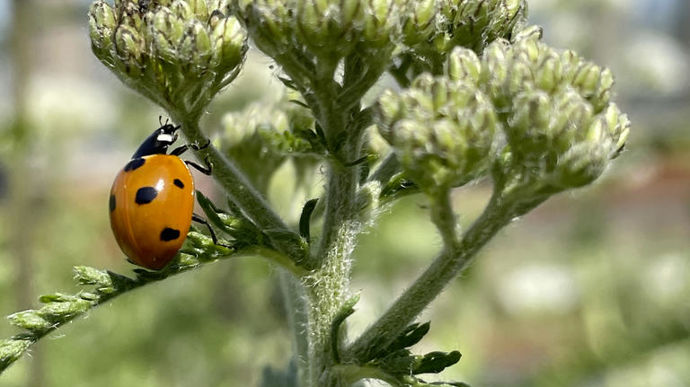 Une liste d’espèces végétales indigènes a été établie par Geert Timmermans, l’écologiste de la Ville d’Amsterdam, et Van Ginkel, une entreprise spécialisée dans les toits verts, axée sur la biodiversité.
