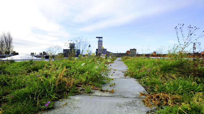 A Amsterdam, 10 000 m² de toits ont été équipés du système de toiture « bleue-verte ».