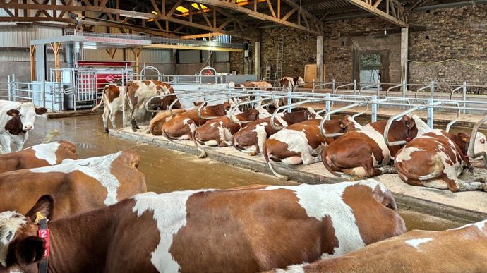 Les Montbéliardes sont maintenant sur des logettes matelas avec farine de paille.