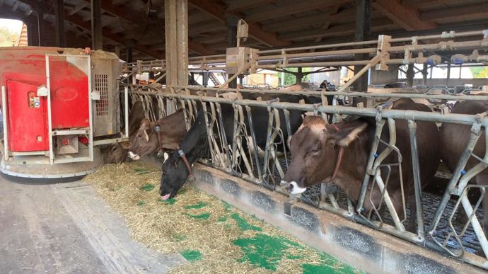 Chez Fabio Curto, les vaches sont en pâture et salle de traite une partie de l'année, et rejoignent l'hiver une stabulation avec robot, et cela ne semble pas les perturber !