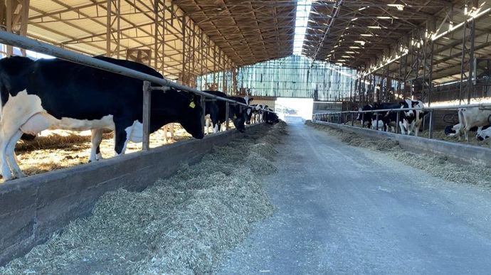 Sur la Nyakas Farm, plusieurs stabulations d'une centaine de places se succèdent pour héberger les 4 000 animaux.