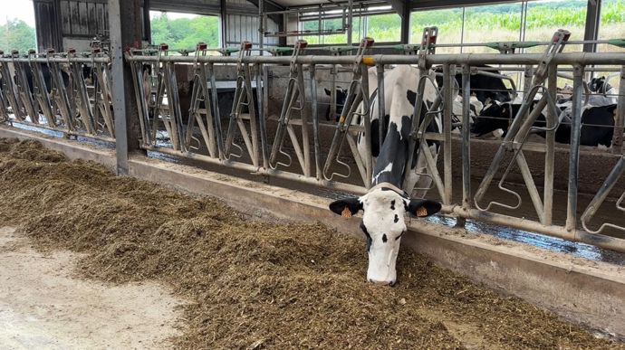 Une porte de tri permet d'orienter les vaches vers la grande stabulation avec des barres au garrot, ou vers la zone de soin équipée de cornadis. Une trentaine de vaches sont ainsi surveillées chaque jour.