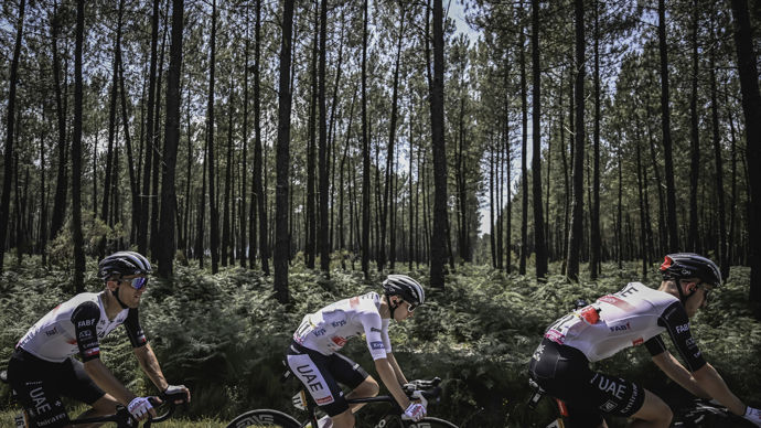 L'agriculture, c'est aussi la sylviculture, constatent les cyclistes entre les arbres des Landes et de la Gironde le 7 juillet.