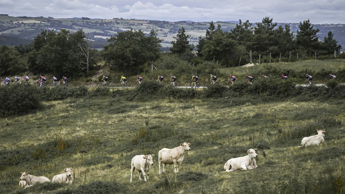 Sur les contreforts auvergnats, les vaches regardent passer les cyclistes ; ça change des trains.