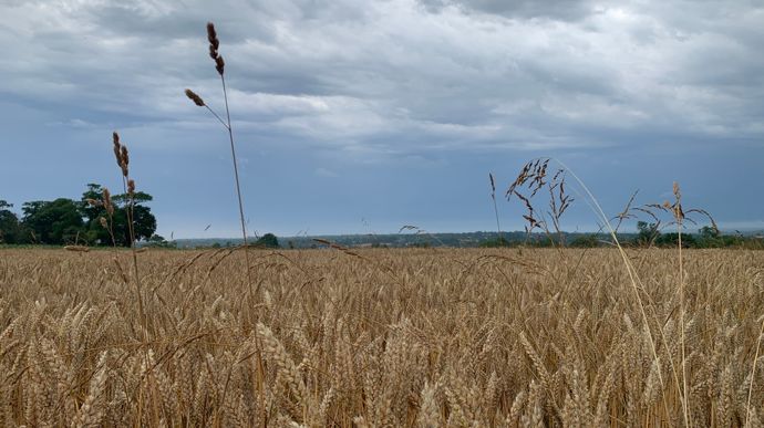 2025. Début juin, l’absence de ray-grass est confirmé. Les seules graminées repérées sont le dactyle et la fétuque élevée. Ils proviennent de la prairie labourée l’automne précédent.