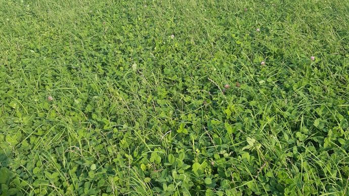 2022. Un an après l’implantation de la prairie, le ray-grass n’a pas disparu. Il représente un tiers de la flore prairiale.