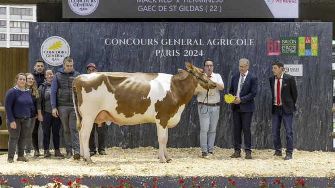 Pensée, la grande championne pie rouge, se démarque au niveau de son déplacement dans le ring, mais aussi au niveau de sa mamelle. Cette dernière présente beaucoup de largeurs au niveau de l'attache arrière. Elle dispose également de beaucoup de force dans son arrière épaule avec une meilleure orientation des côtes. Elle montre enfin une belle largeur de bassin.