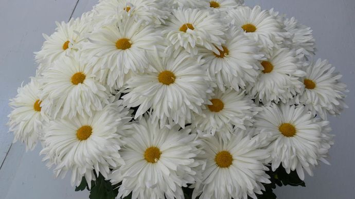 Chrysanthemum Miss Daisy® blanc, à grandes fleurs de type pâquerette, en culture pincée.