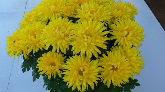 Chrysanthemum Miss Daisy® jaune, à grandes fleurs de type pâquerette, en culture pincée.