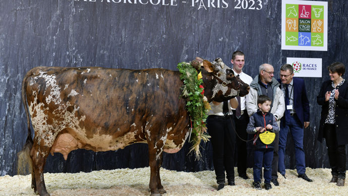 - L’ambassadrice de la race normande, originaire de la Manche, a une mamelle irréprochable pour une vache en septième lactation. Un animal solide avec une ligne de dos très puissante et de très bons aplombs. Hamada est un bel exemple de longévité.