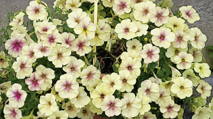 Petunia ‘Pêche Melba’.