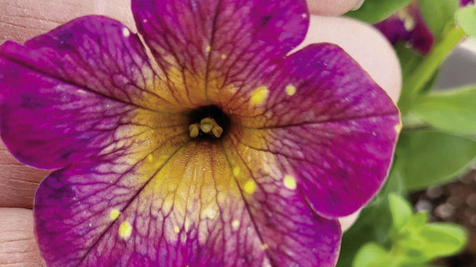 ‘Calicha’, croisement entre calibrachoa et pétunia.