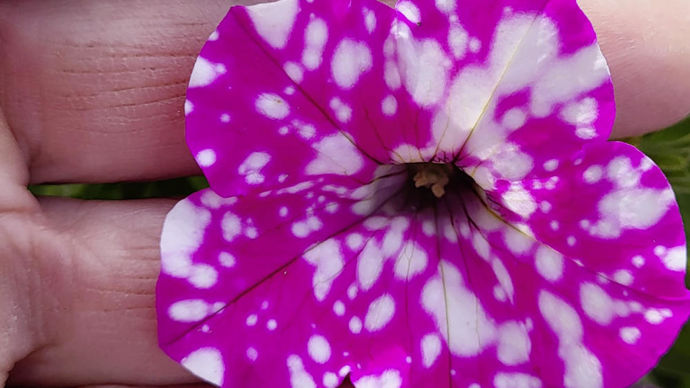 Petunia ‘Chacha’.