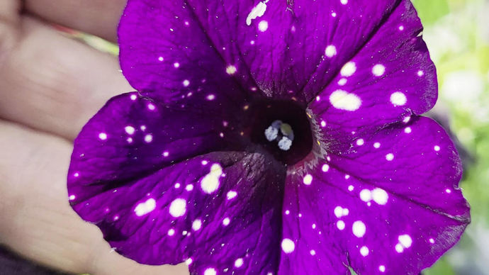 Petunia ‘Sami Jo’.