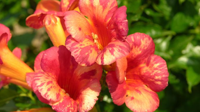 Campsis Orangeade® ‘Tracamp’