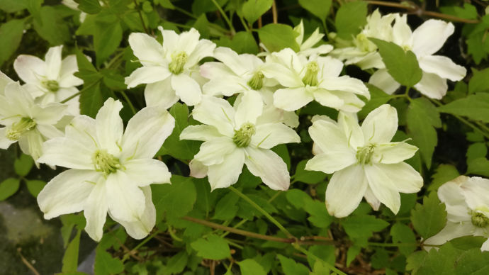 Clematis montana Starlet® White Perfume