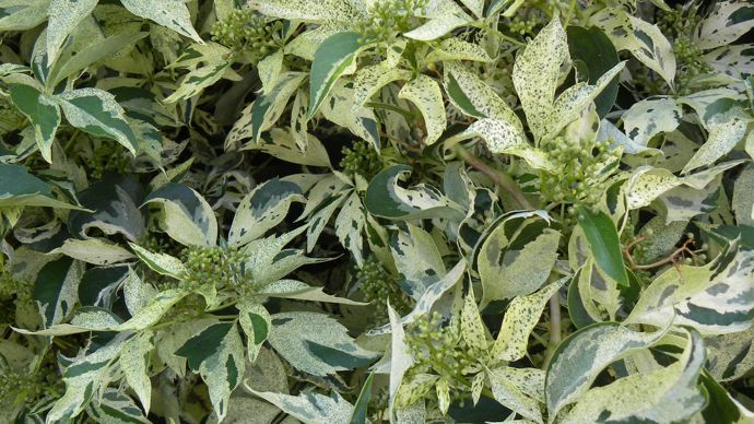 Parthenocissus Starshower® Moonham