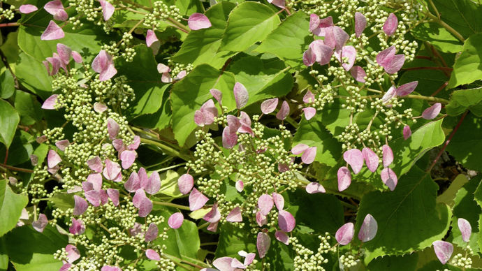 Schizophragma hydrangeoides Rose Sensation®