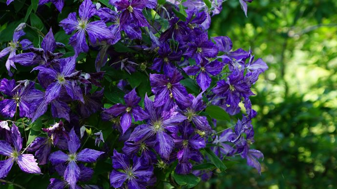 Clematis Tie Dye
