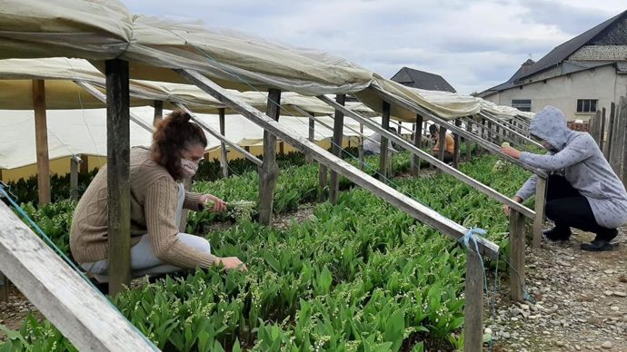 La cagnotte #muguet-solidarite a accueilli 1 550 donateurs qui ont pu offrir 28 870 brins à des soignants et 28 160 brins à des personnes âgées résidentes dans 58 Ehpads des Pyrénées-Atlantiques et de Haute-Garonne. ©Lamothe