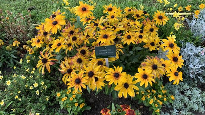Rudbeckia hirta SUNBECKIA® ‘Emelia’.