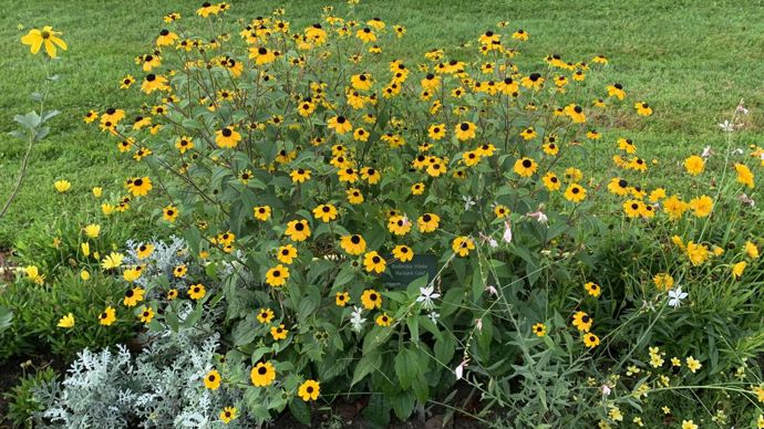 Rudbeckia hirta Pairie Sun’.