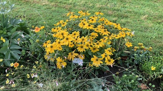 Rudbeckia hirta SUNBECKIA® ‘Ophelia’.