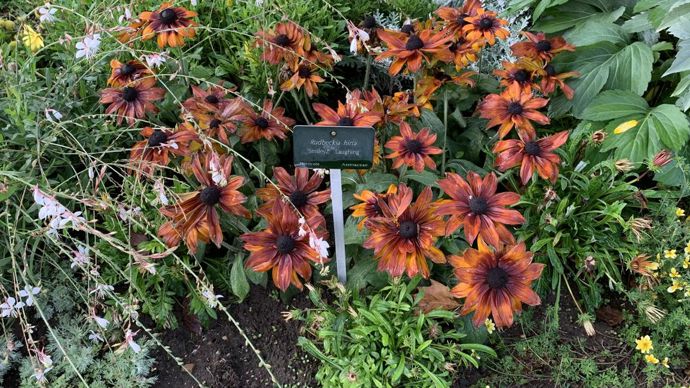 Rudbeckia hirta SmileyZTM ‘Laughing’.