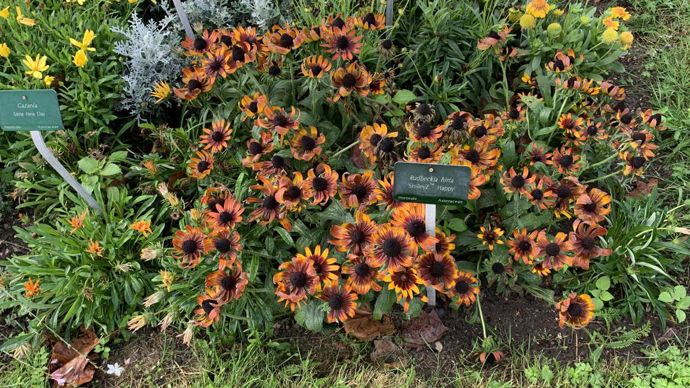 Rudbeckia hirta SmileyZTM ‘Happy’.