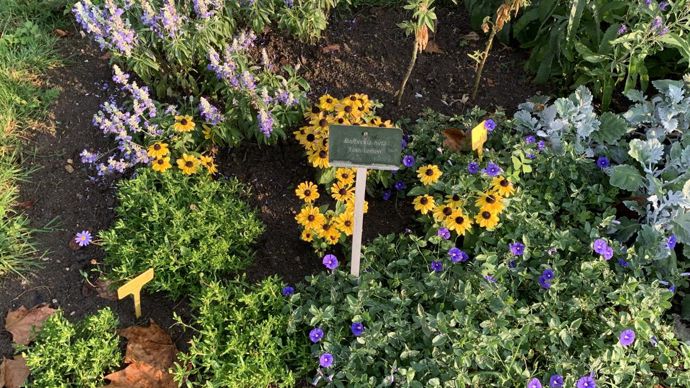 Rudbeckia hirta ‘Toto Lemon’.
