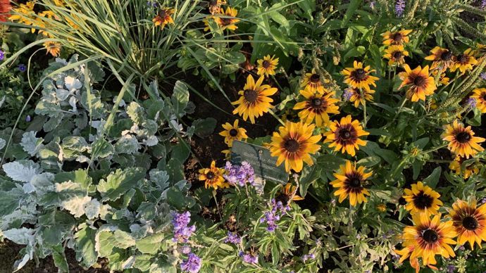 Rudbeckia hirta ‘Solar Eclipse’.